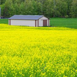 Field of yellow flowers
