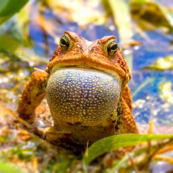 Eastern Toad calling out