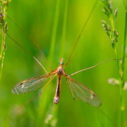 Crane Fly