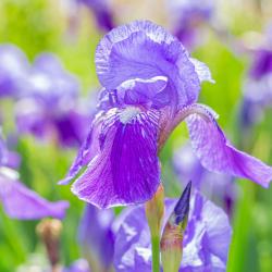 Purple Bearded Iris Flowers