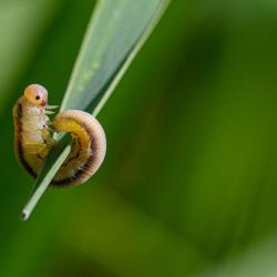 Bald Caterpillar