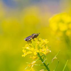 Bee on Yellow Rocket Flower