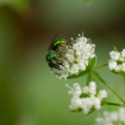 Green Orchid Bee on flower