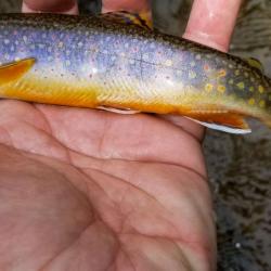 Wild Brook Trout
