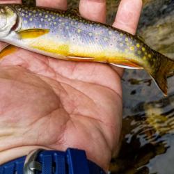 Wild Brook Trout