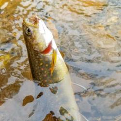 Wild Brook Trout