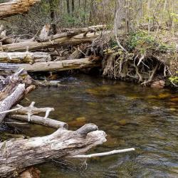 Favorite Wild Creek for Fly Fishing