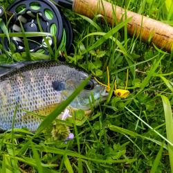Bluegill on a popper