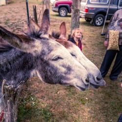 2 donkeys at Traditions Day