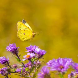 Orange Sulphur Butterfly 