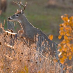 8 Point Buck Jumping Fence