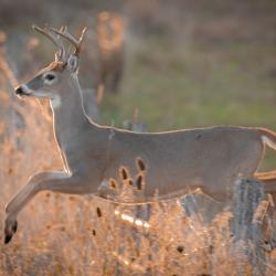 8 Point Buck Jumping Fence