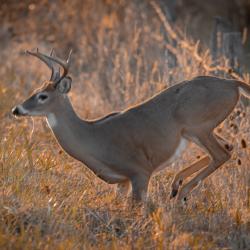 8 Point Buck Jumping Fence