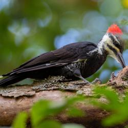 Pileated Woodpecker
