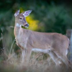 Doe Deer