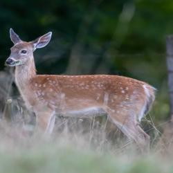 Baby Fawn Deer