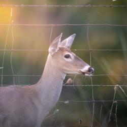 Doe Deer