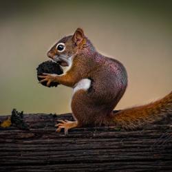 Red Squirrel