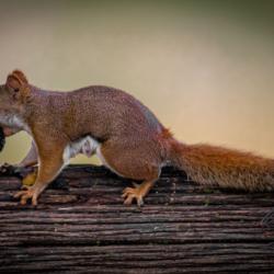 Red Squirrel
