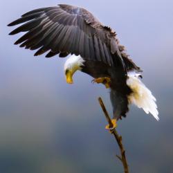 Bald Eagle Landing