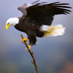 Bald Eagle Landing