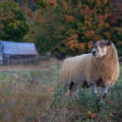 Male Sheep