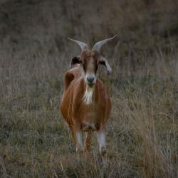 Bearded Goat