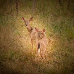 Doe Deer