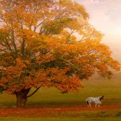 Fall Colors