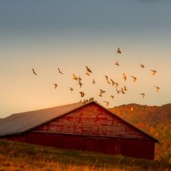 Barn at Sunrise in Blue Grass VA