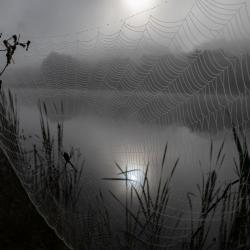 Yellow garden spider Web at sunrise Bath County Recreational Campground