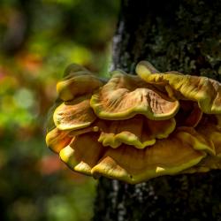 Chicken of the woods mushroom