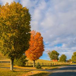 Fall trees in Blue Grass Va