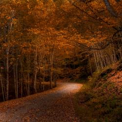 Back Country road in Blue Grass Va