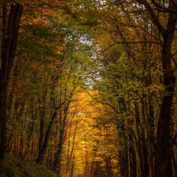 Back Country road in Blue Grass Va
