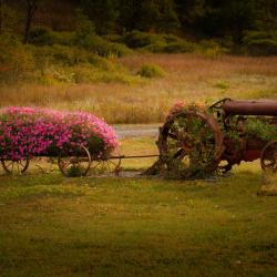 Old Tractor in Flowers