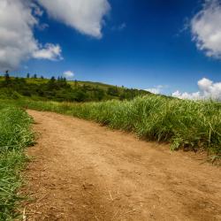 Roan Mountain North Carolina