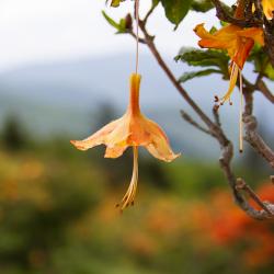 Roan Mountain North Carolina