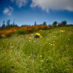 Roan Mountain North Carolina