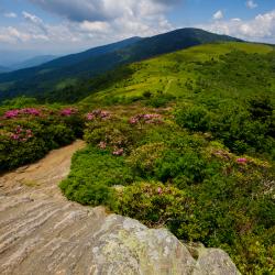 Roan Mountain North Carolina