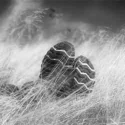 Roan Mountain Carvers Gap