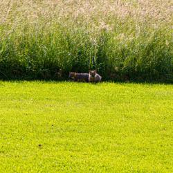Baby Foxes Front Yard