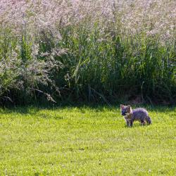 Baby Foxes Front Yard