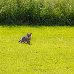 Baby Foxes Front Yard