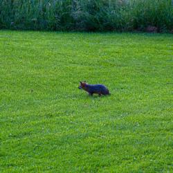 Baby Foxes Front Yard