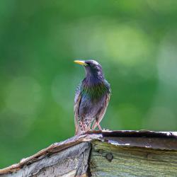European Starling