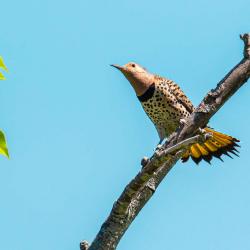 Yellow-shafted Flicker