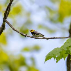 Black-throated Green Warbler