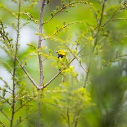 Black-throated Green Warbler
