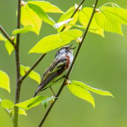 Chestnut-sided Warbler